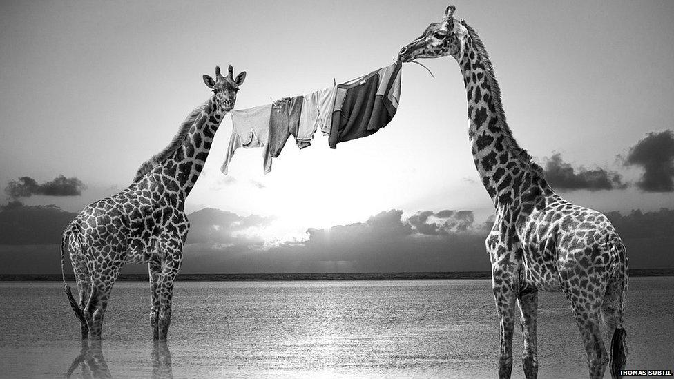 Giraffes with a washing line