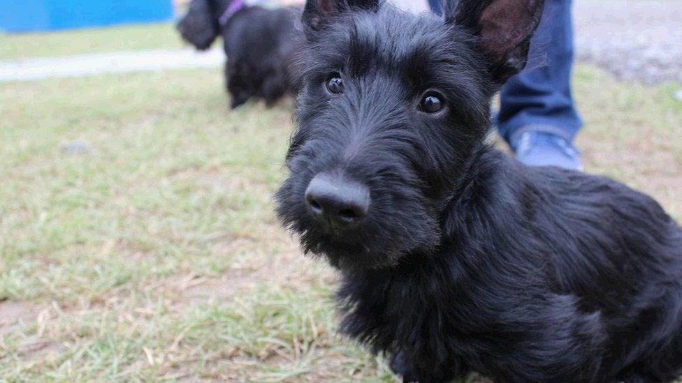 Nid pobl yn unig fu'n mwynhau ar y Maes heddiw - dyma ddaeargi Albanaidd ifanc yn ymweld â'i Eisteddfod cyntaf! / The Eisteddfod isn't just for humans - this young Scottish terrier visited for the first time today