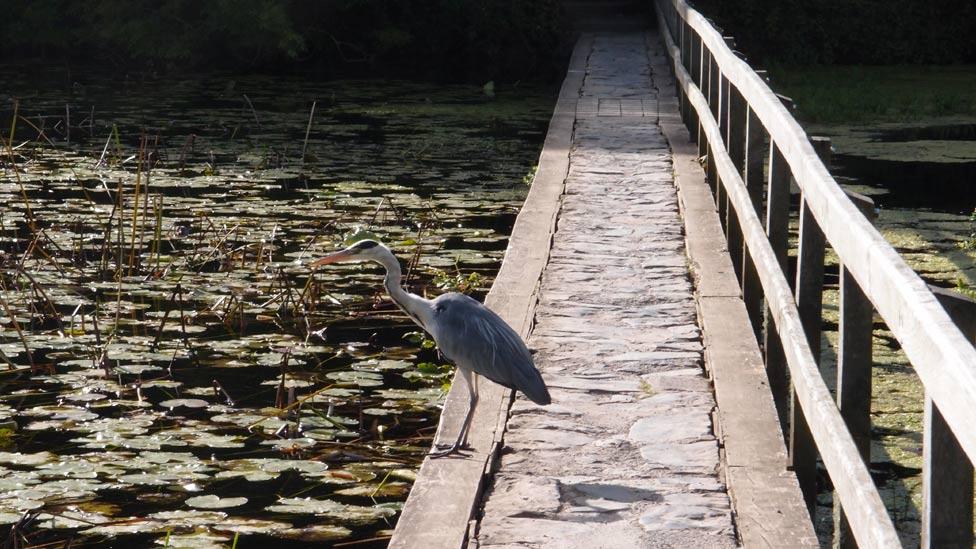 A heron at Bosherston lily ponds, Stackpole, Pembrokeshire