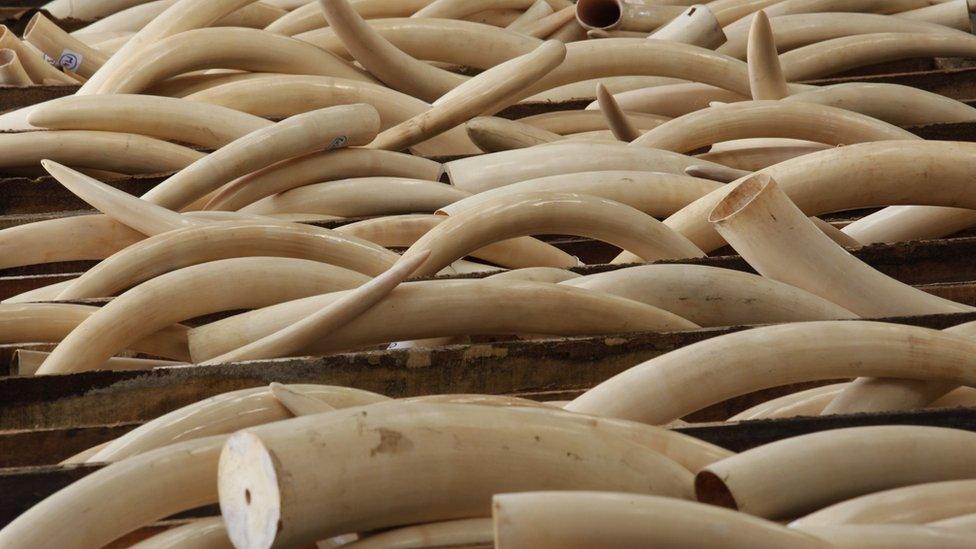 ivory tusks