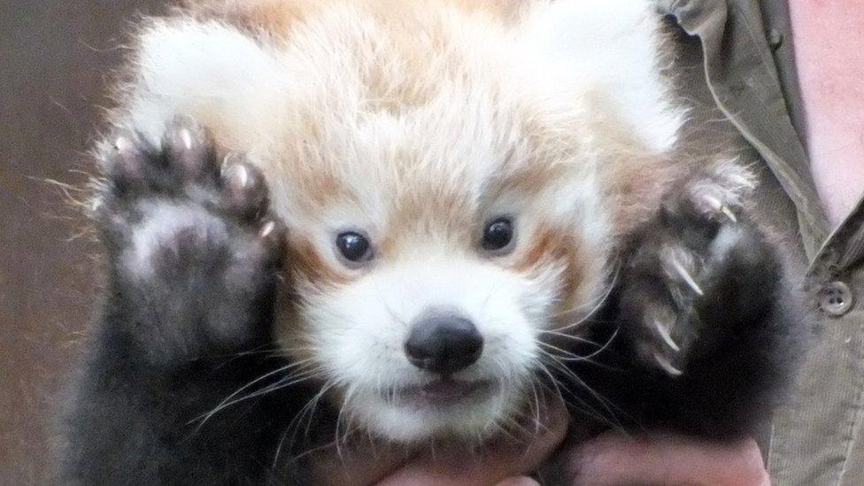 Red panda Kush