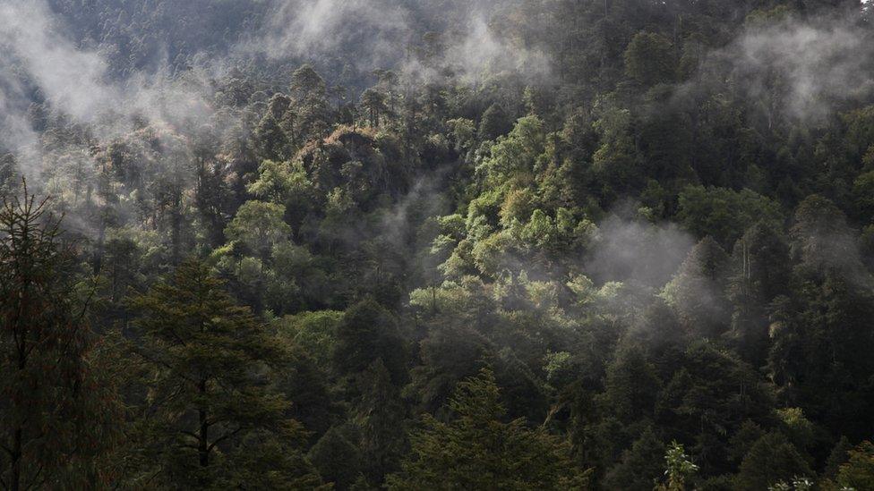 A misty forest.