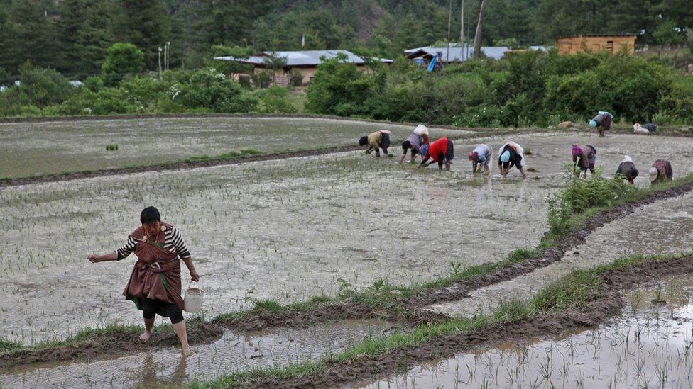 Workers in a rice paddy.