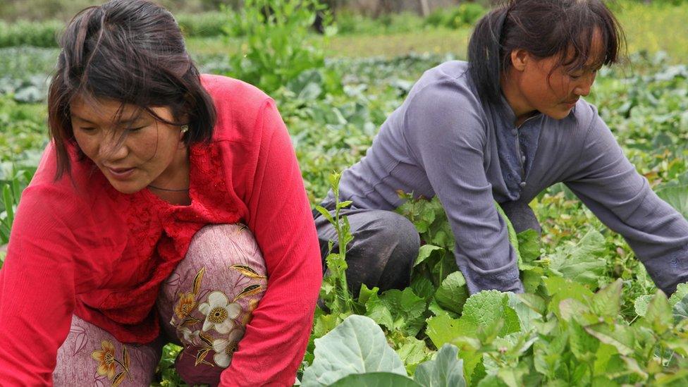 Two women in vegetable patch.