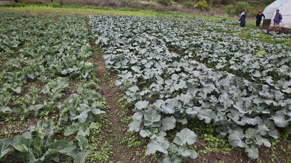 A vegetable patch.