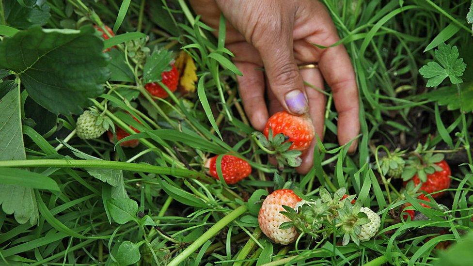 Strawberries attached to the plant.