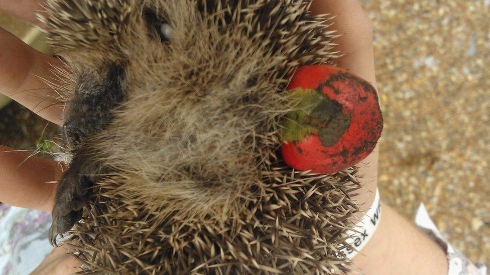 Hedgehog stuck in Christmas bauble