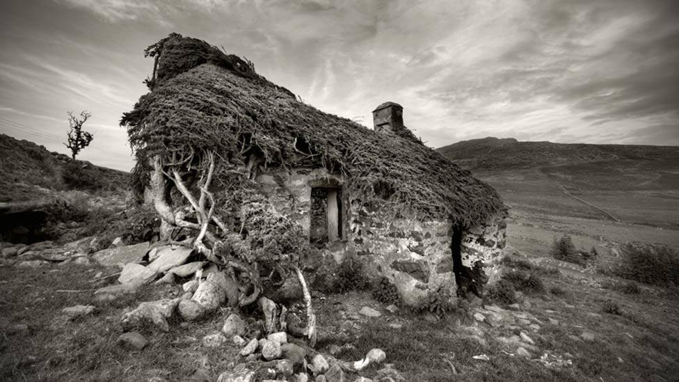 A ruined cottage, overgrown with ivy.