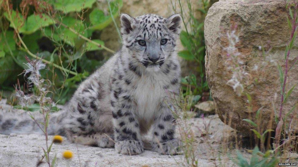 Snow leopard cub