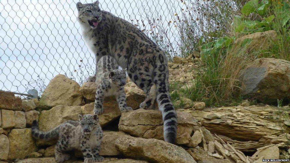 Snow leopard cubs with their mother