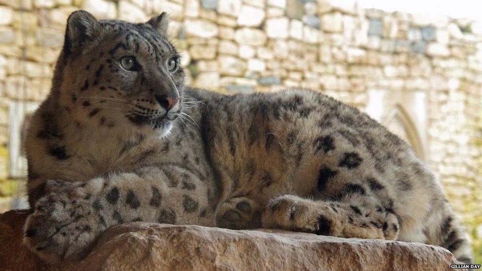 Pregnant snow leopard at Twycross Zoo