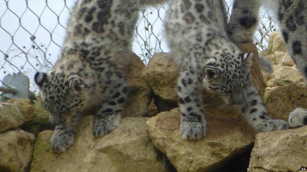 Snow leopard cubs at Twycross Zoo