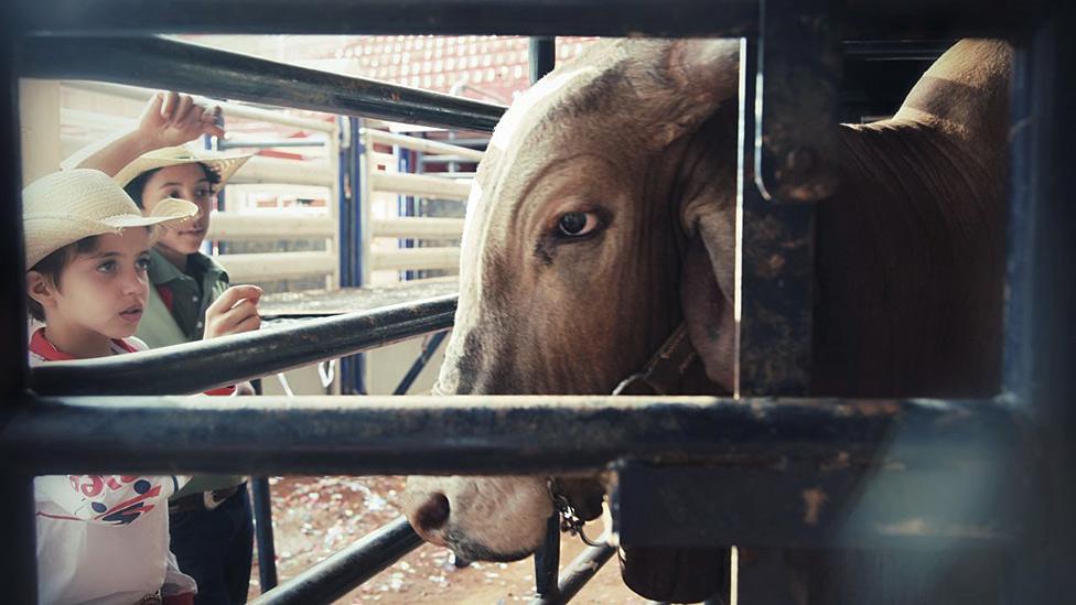 At Brazil's cowboy festival - Festa do Peao