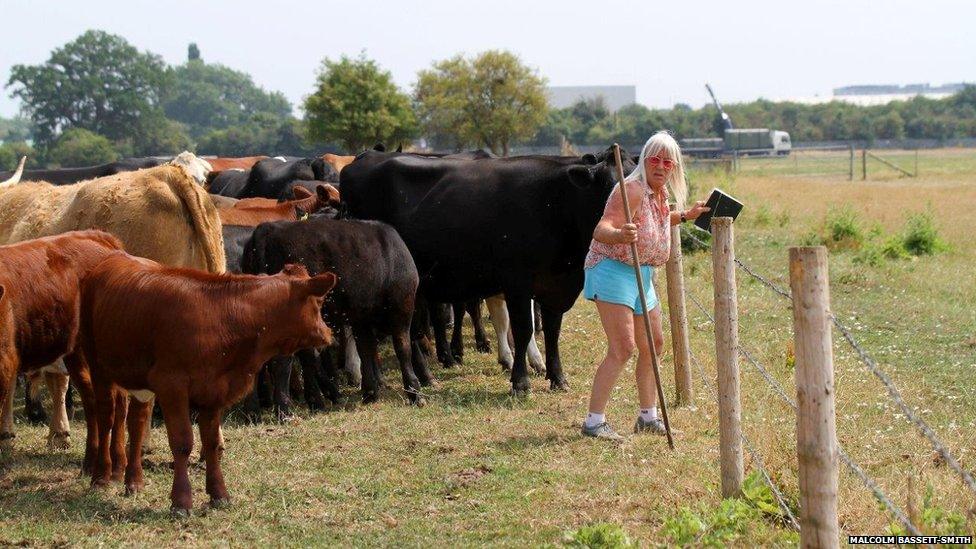 Mavis Drayton and some cows