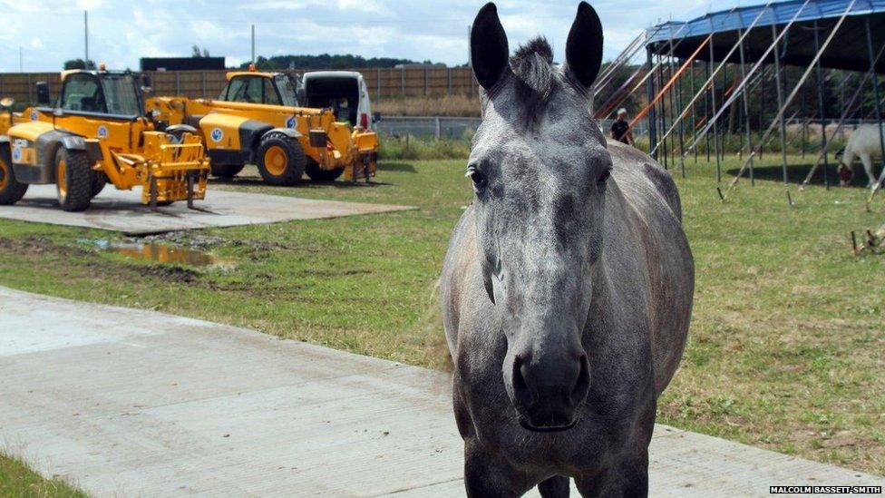 Horse on the Reading Festival site