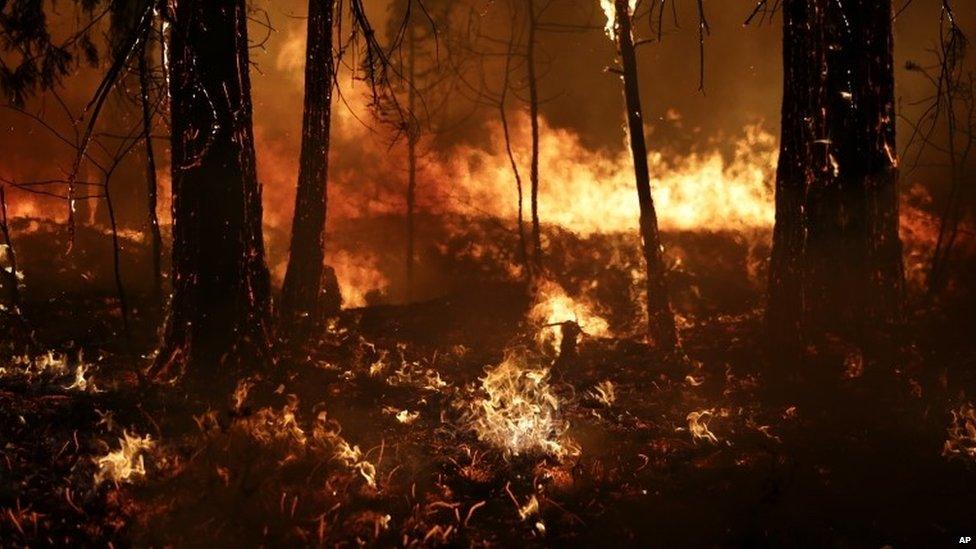 Trees burn as Rim Fire in California continues to burn on 25 August 2013