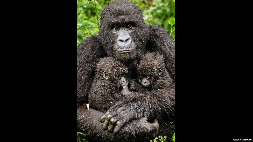 Twin hope: A mother gorilla with two babies