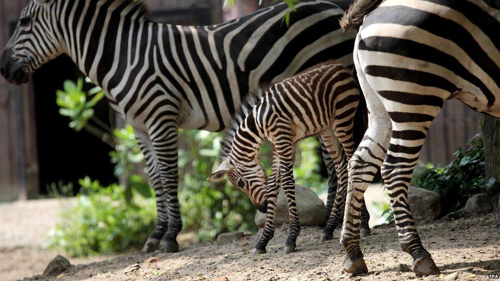 Baby zebra