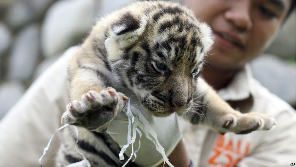 Tiger cub