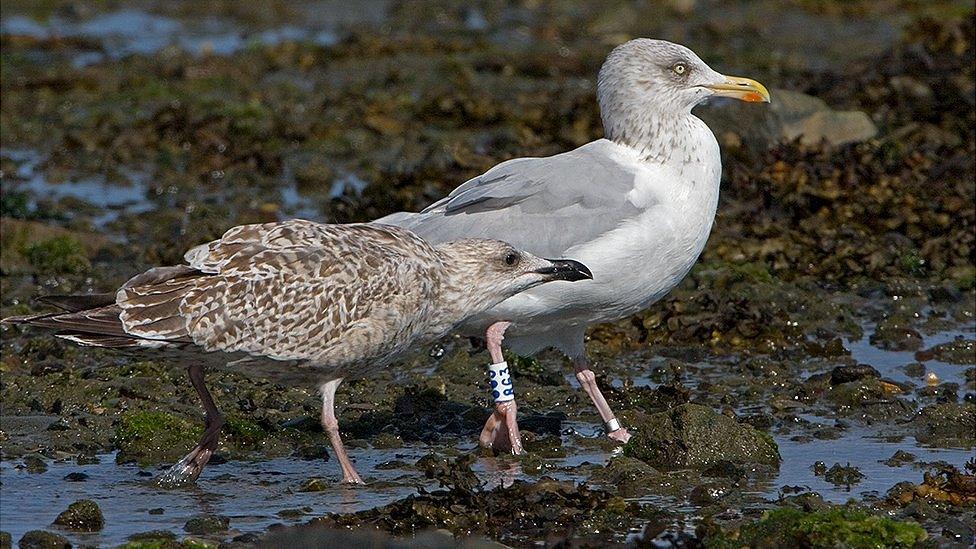 Herring gull and youngster - courtesy of Paul Veron