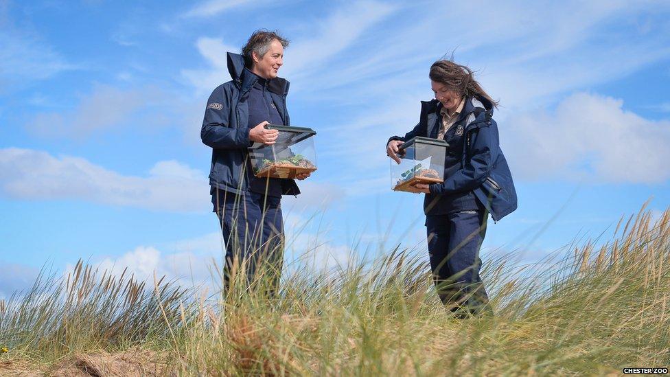 Wildlife experts hold their tanks of sand lizards