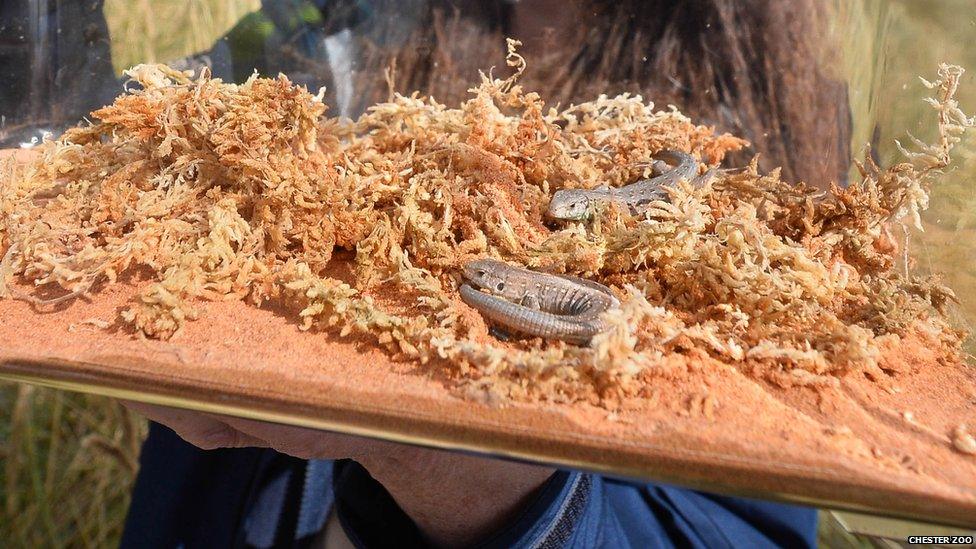 A tank containing sand lizards.