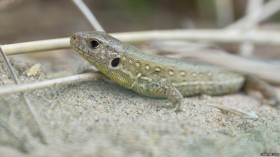 Sand lizard