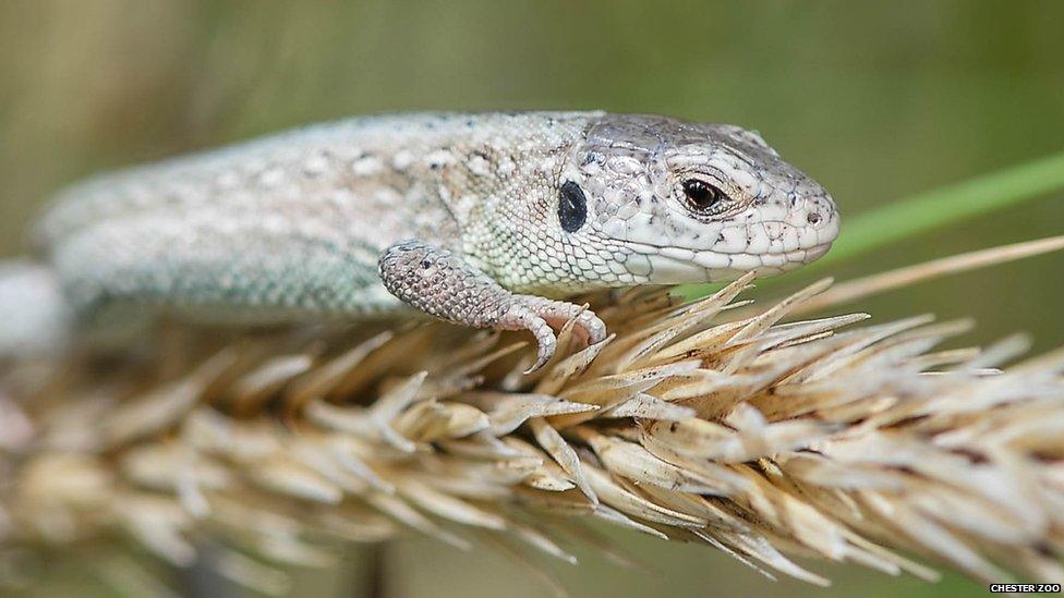 A sand lizard