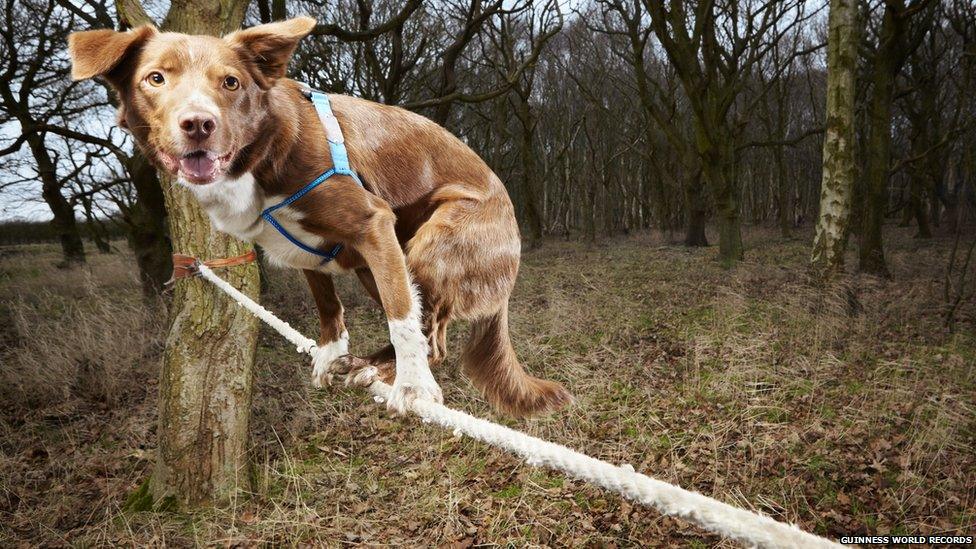 A dog balancing on a tightrope.