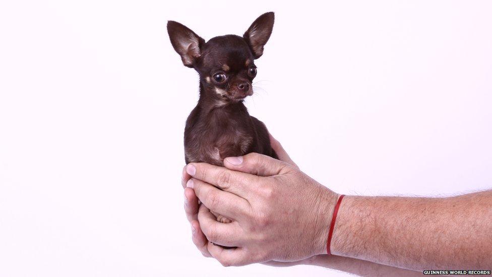 A tiny chihuahua