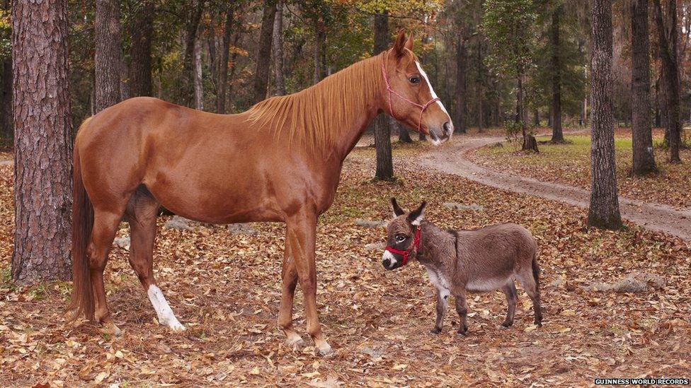 A tiny donkey next to a horse