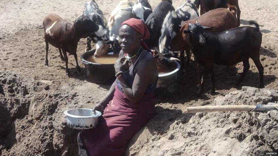 A Turkana Woman scoops water from the sandy bed of River Taraj for her goats, Kenya