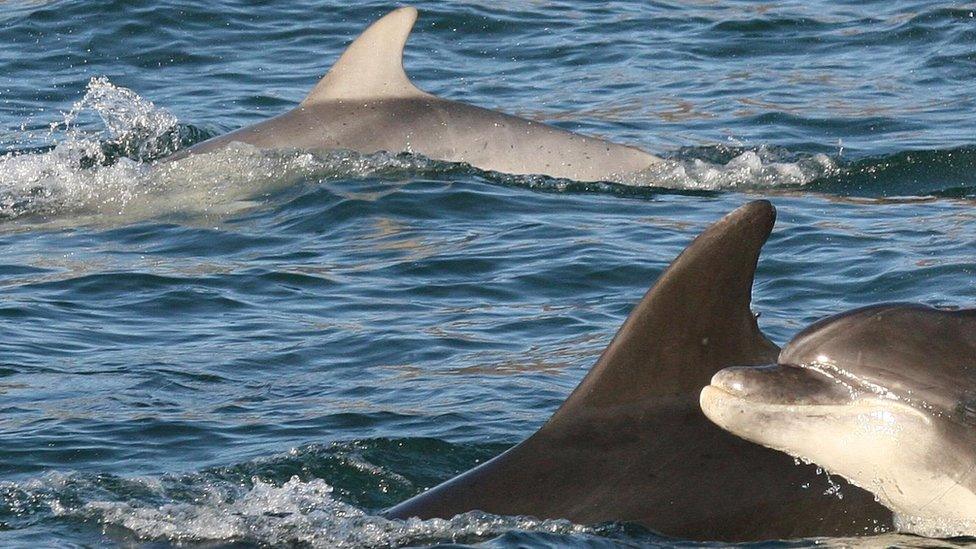 Bottlenose dolphins spotted near the east coast of the Isle of Man on Monday