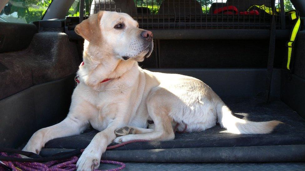 Sam the dry rot sniffer dog