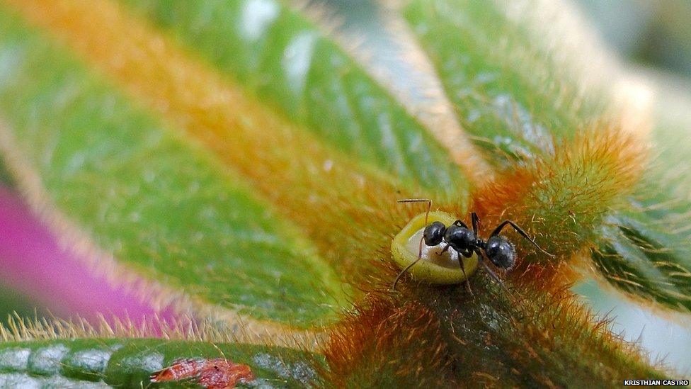 Ant feeding off a plant