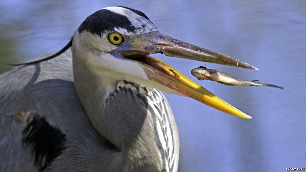 Heron catching a minnow