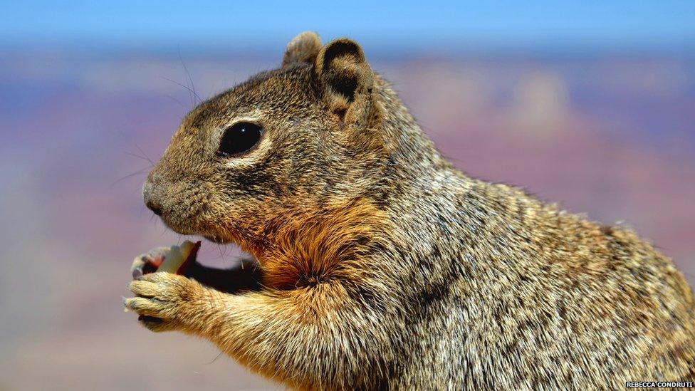 It is a picture of a squirrel from the Grand Canyon nibbling on a piece of apple.