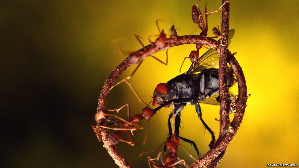 Red ants killing the fly for food in a circle of small root