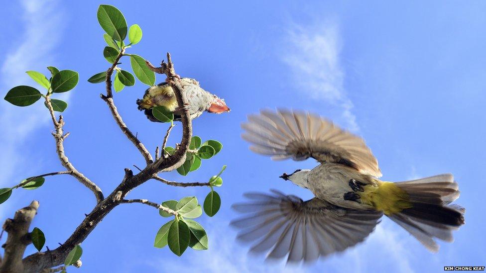 Mother bird feeding baby bird