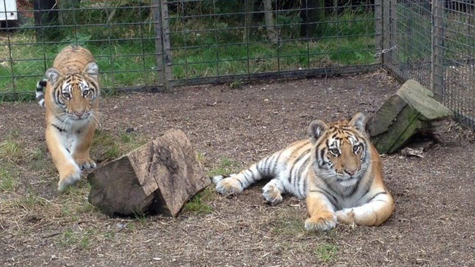 Tiger cubs Bora and Nikita