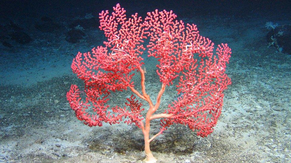 Paragorgia octocoral.