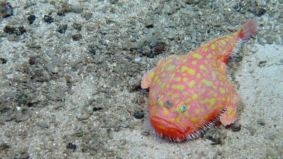 Sea toad