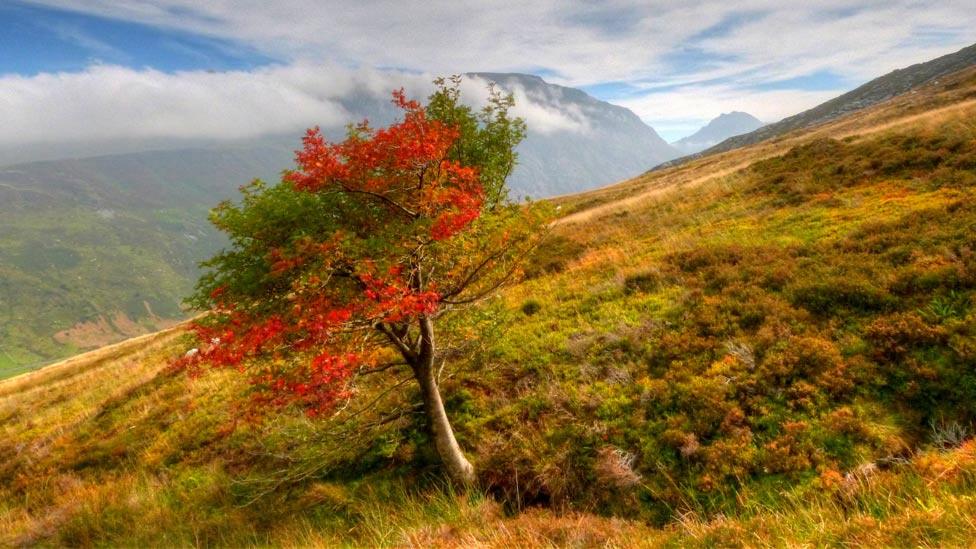 Rowan tree in Snowdonia