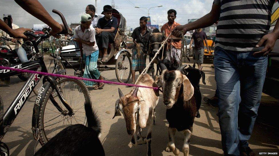 Goats on leash being taken to a market for slaughter in Bangladesh.