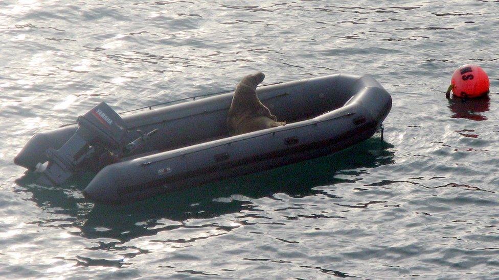 Taking a rest - a seal in a boat photographed by Howard Williams from Haverfordwest at the end of a week on Skomer island nature reserve