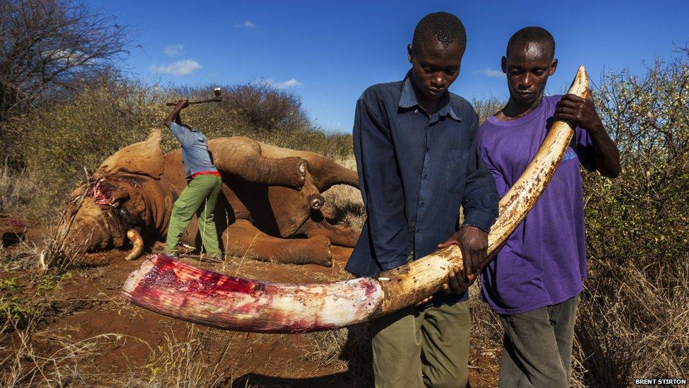 An undercover ranger in Kenya’s Amboseli National Park responds to news of an elephant death