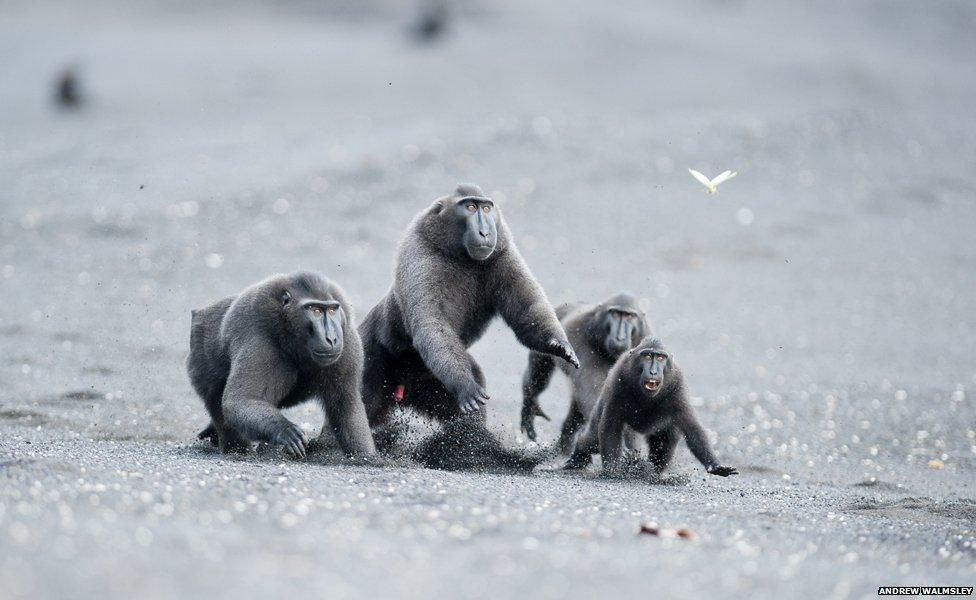 Celebes crested macaques