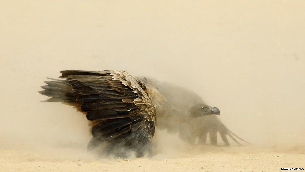 Showdown: White-backed and lappet-faced vultures