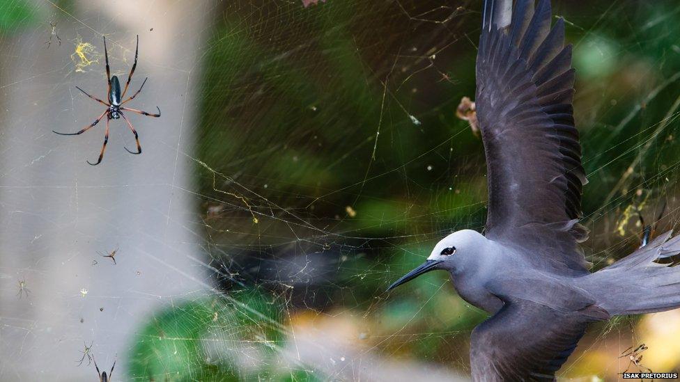 In May, the seafaring lesser noddies head for land to breed