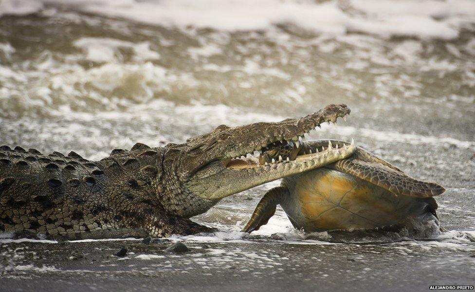 Cold-blooded killing: Crocodile eats green turtle